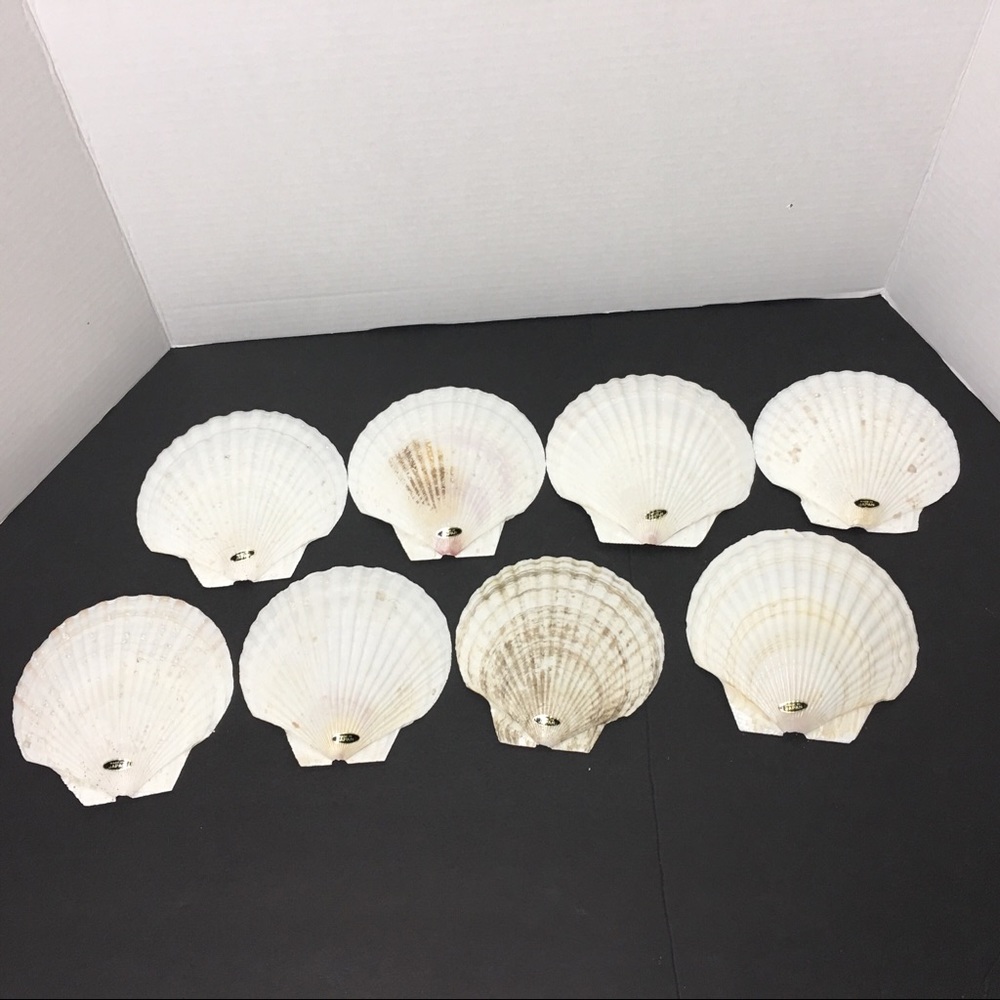 Genuine Baking Sea Shells - Picture 4 of 8
